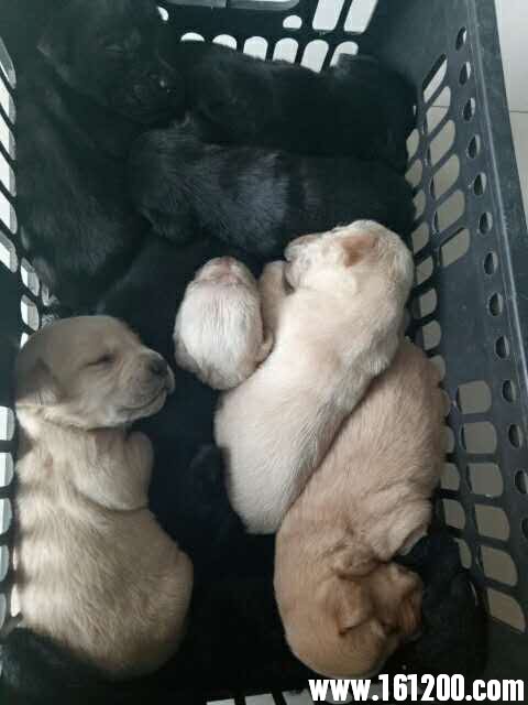 wechat_upload150604928459c47d04f09b8